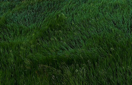 grass